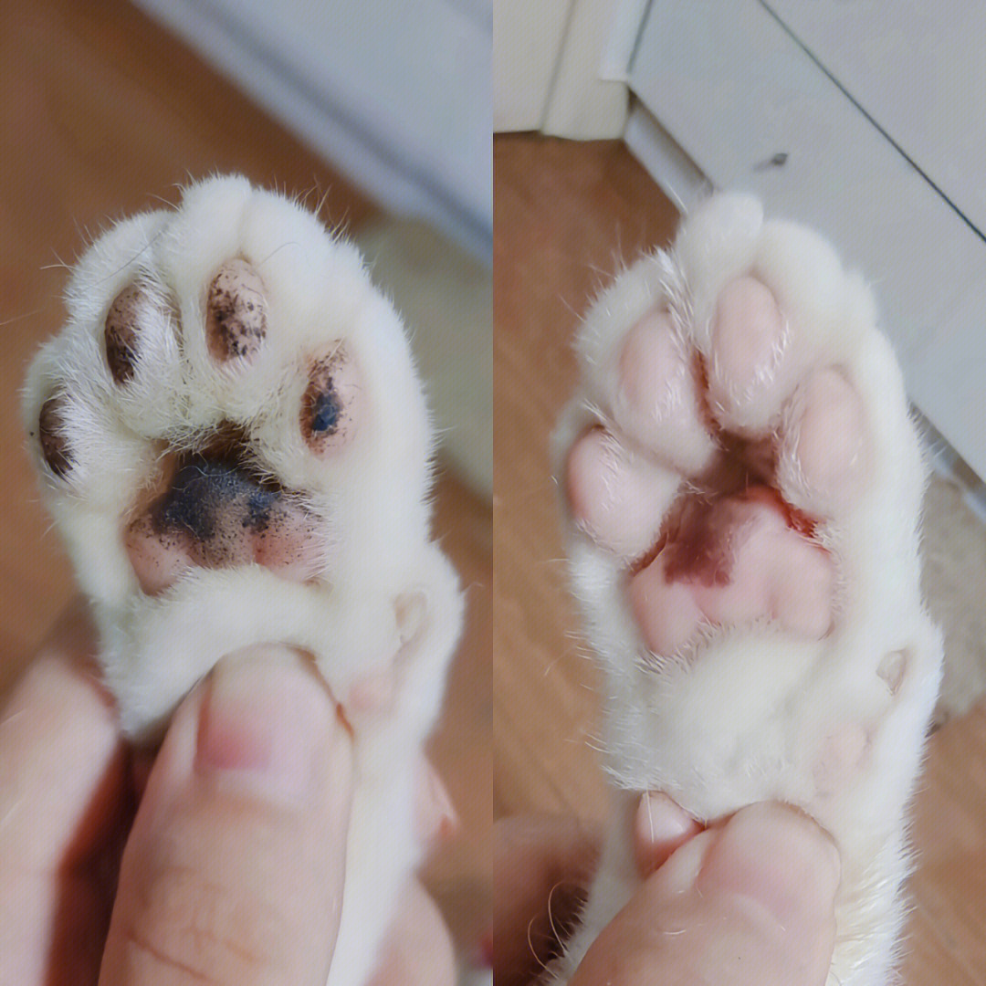 猫爪狗爪击掌图片