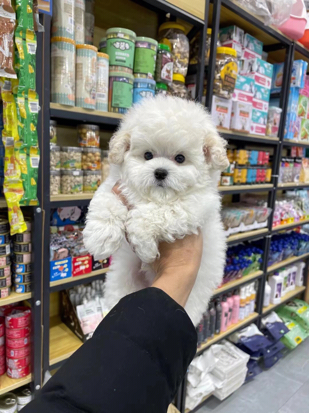 广州犬舍撸狗广州推荐狗场比熊犬的特点