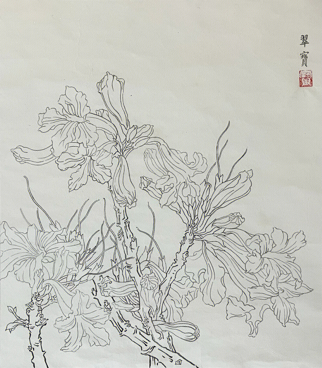 风铃草素描图片