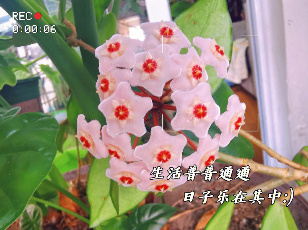 球兰开花了