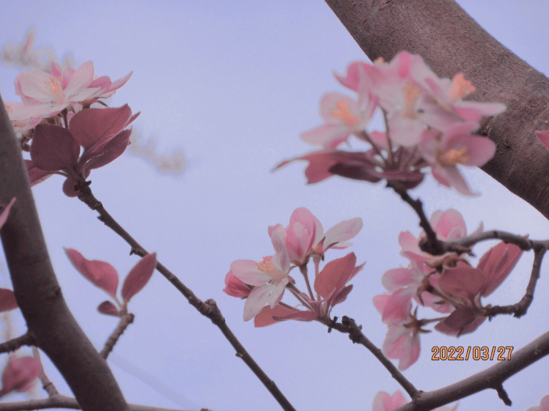 海棠花未眠