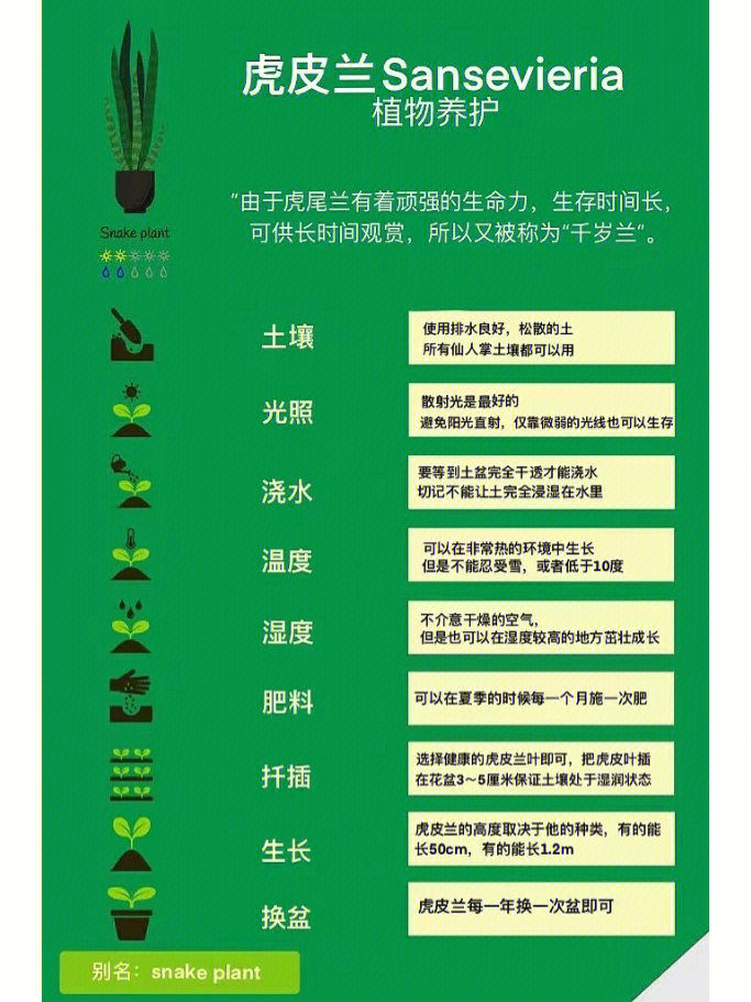 虎皮兰植物记录卡图片