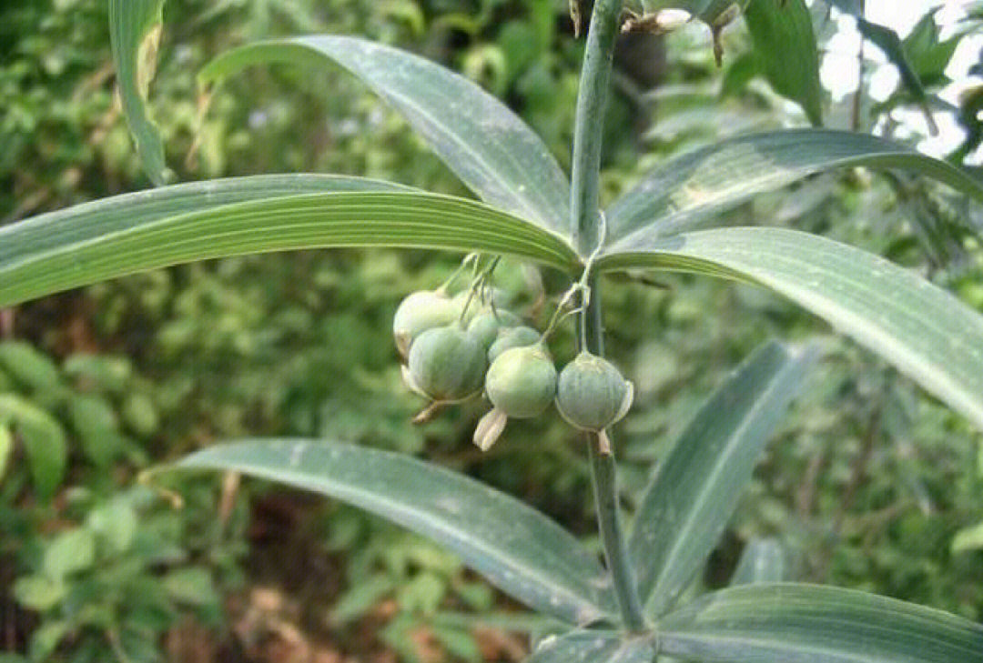 内蒙古,陕西;滇黄精主产于云南,贵州,广西;多花黄精主产于贵州,湖南