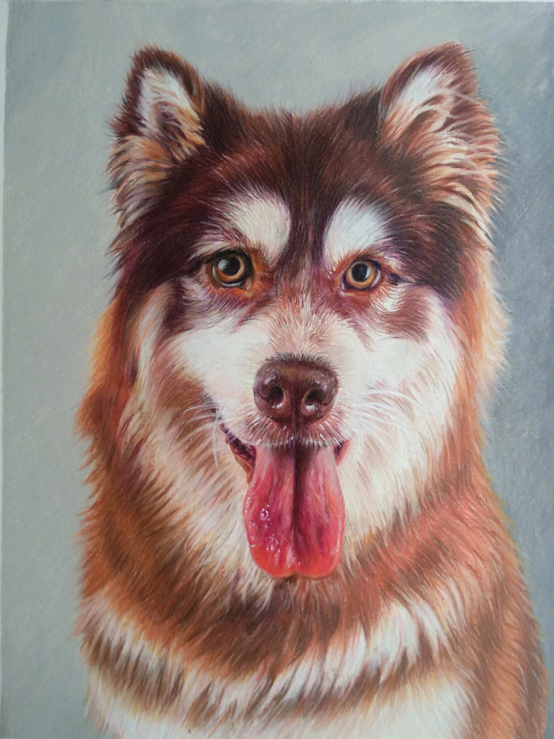 彩铅画阿拉斯加雪橇犬