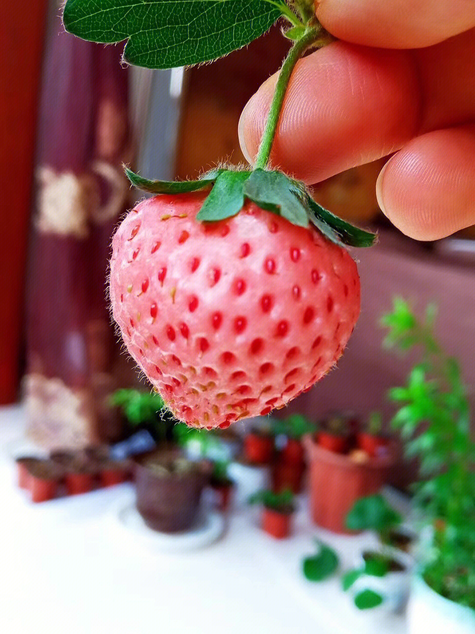 桃熏草莓品种介绍图片