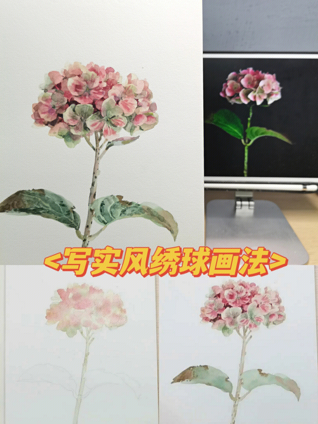 绣球花水彩画教程图解图片