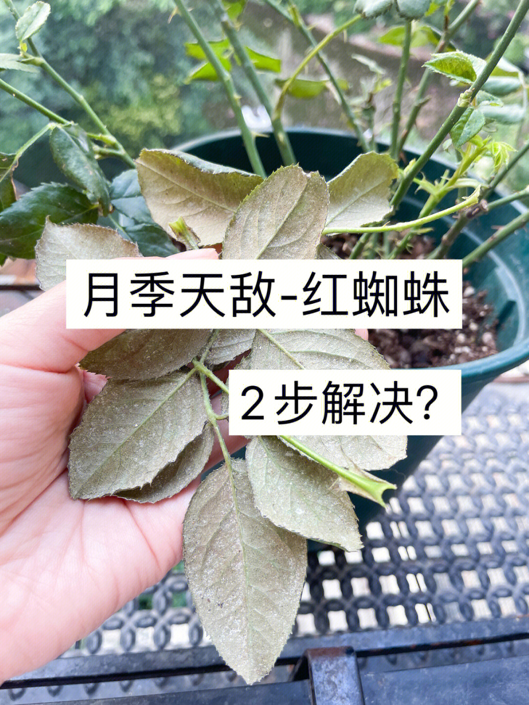 红蜘蛛2演员表图片