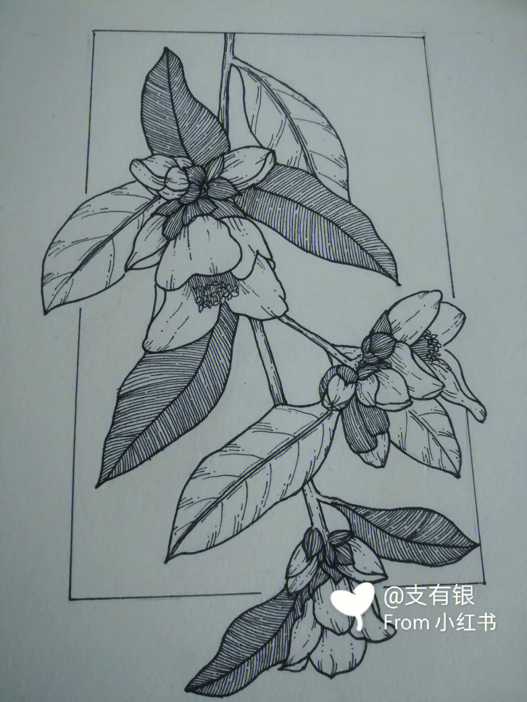 茶梅的简笔画图片