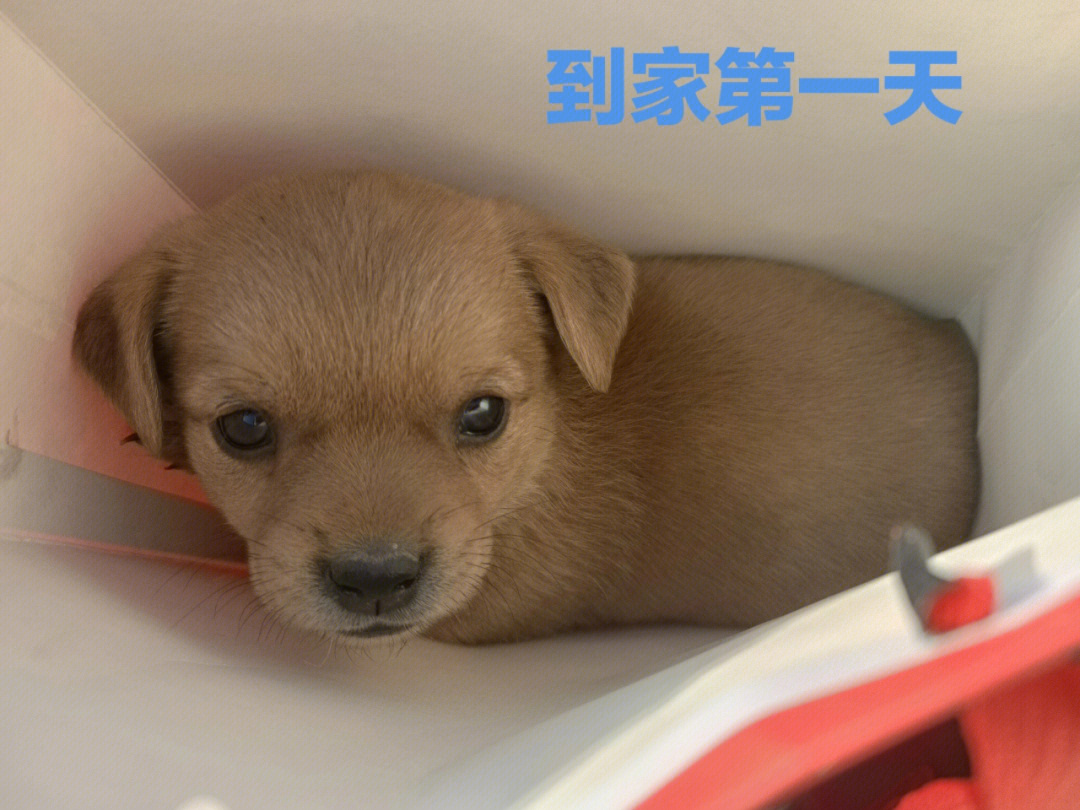 中华田园犬幼犬一个月图片