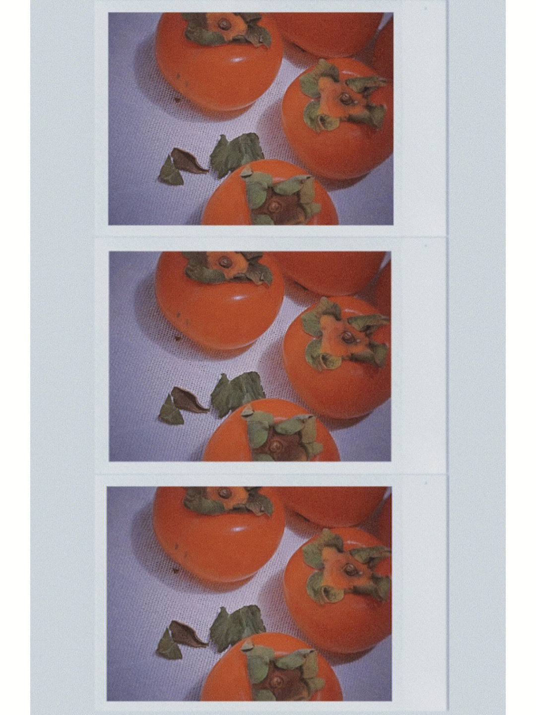中班绘画柿子熟了教案图片