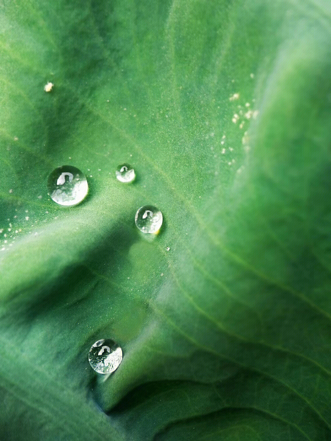 摇摇欲坠番茄图片