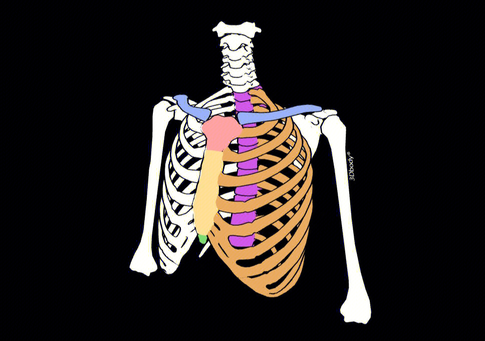 瑜伽普拉提解剖呼吸时胸廓的运动上