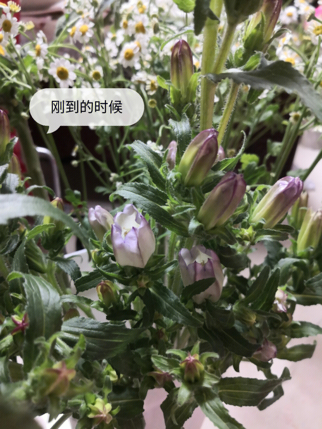 风铃花花苞枯萎图片