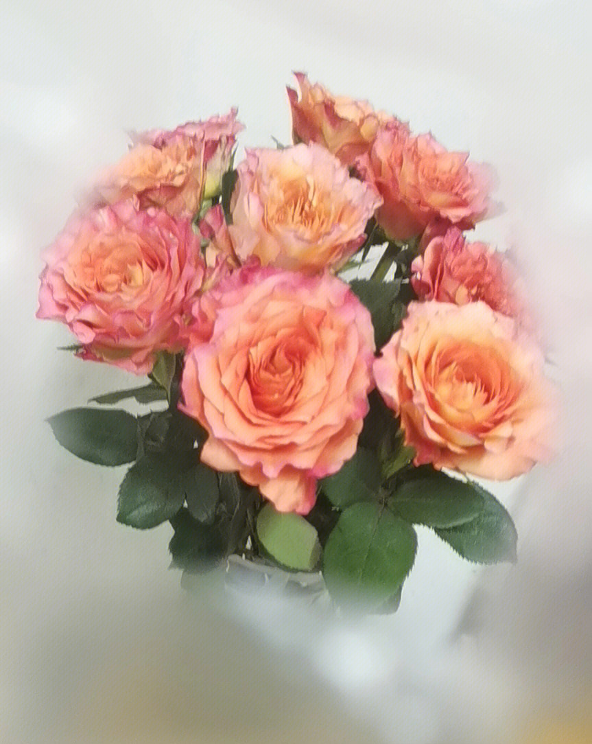罗德斯玫瑰花开花时间图片