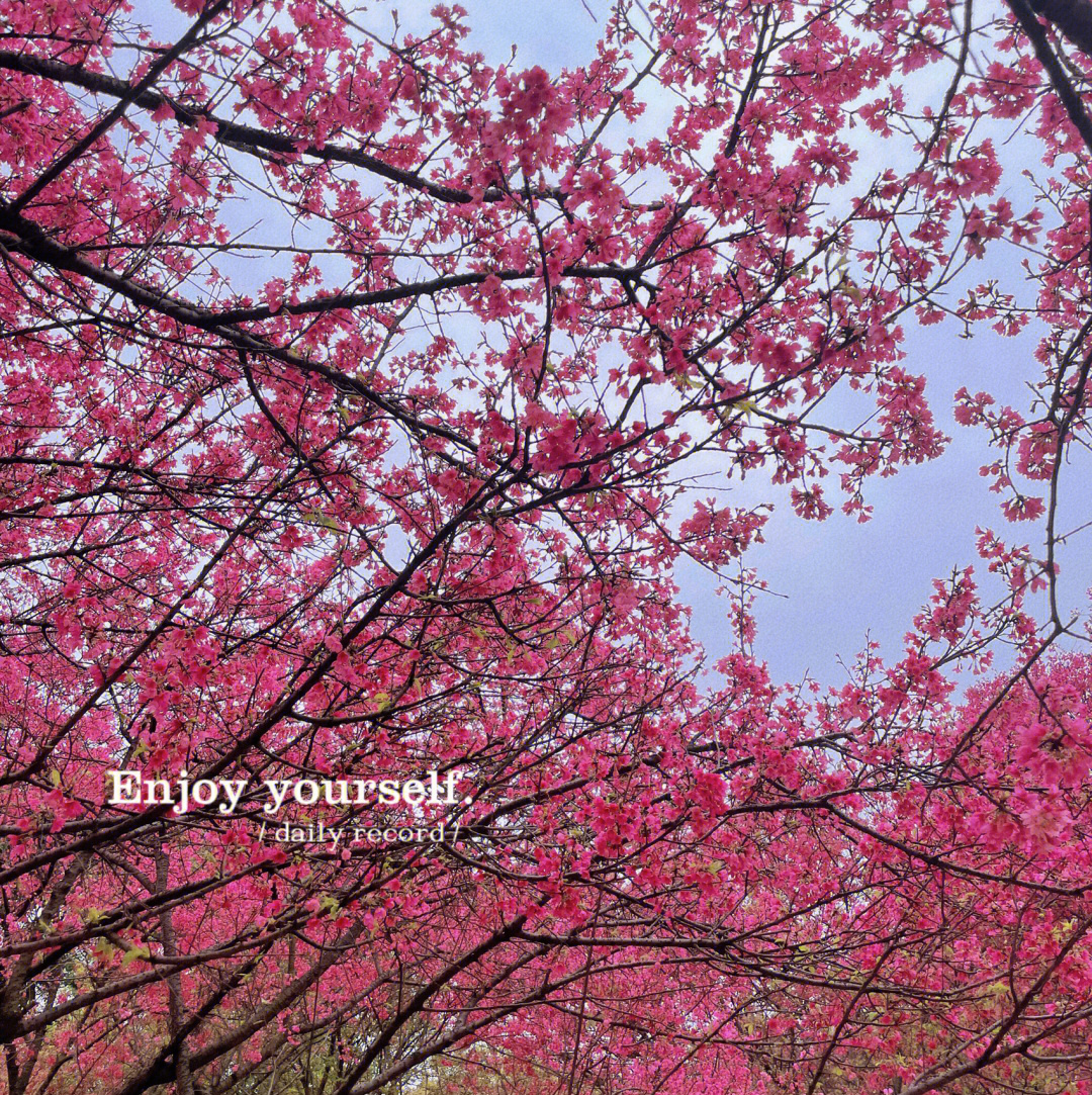 石门樱花节图片