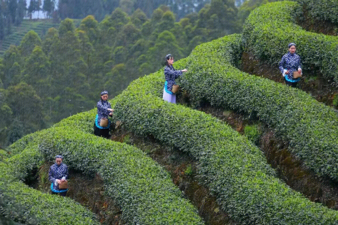 牛碾坪茶叶图片