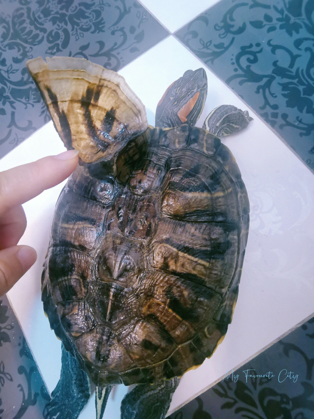 巴西龟脱壳