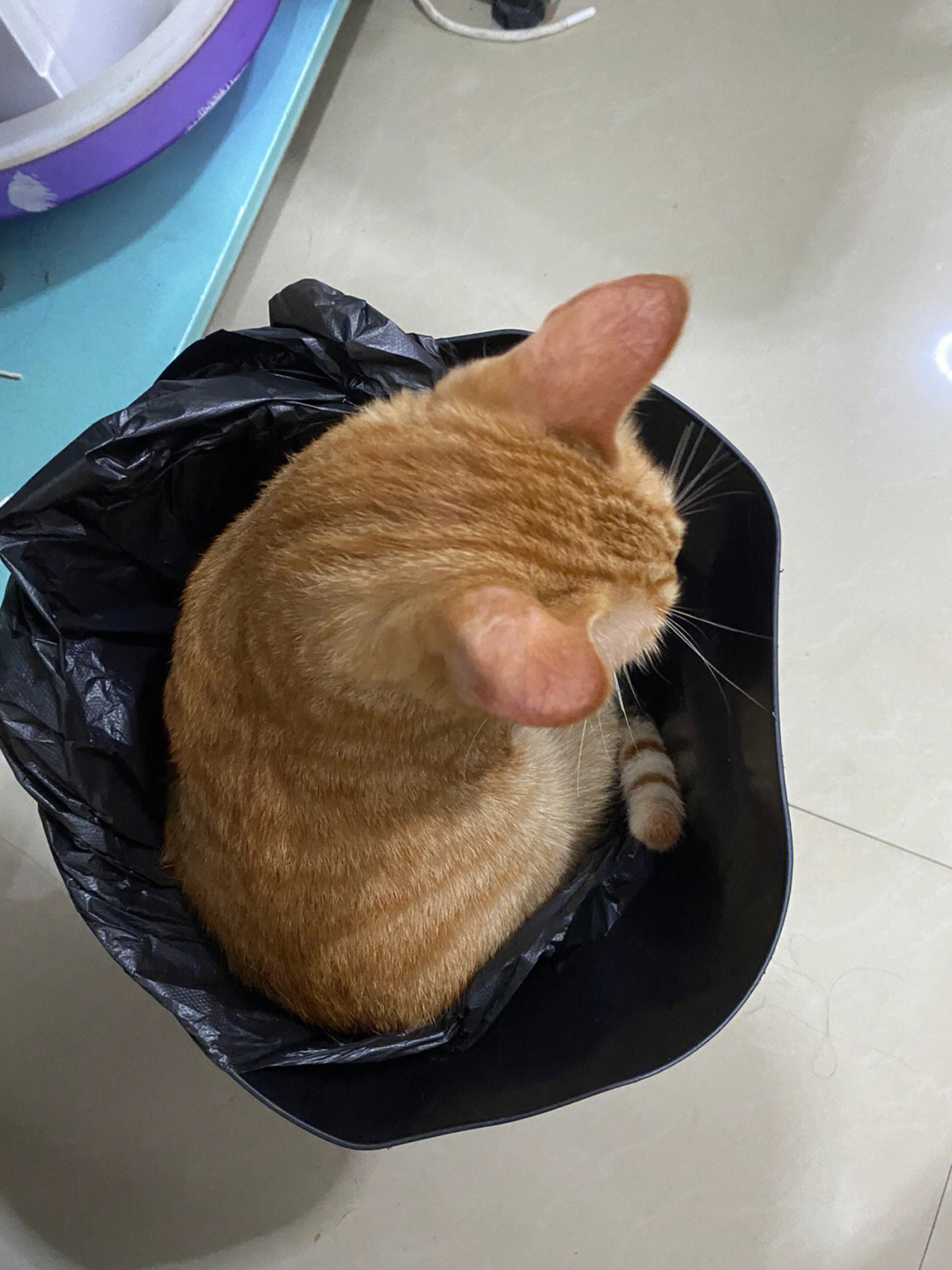 垃圾桶里的猫崽