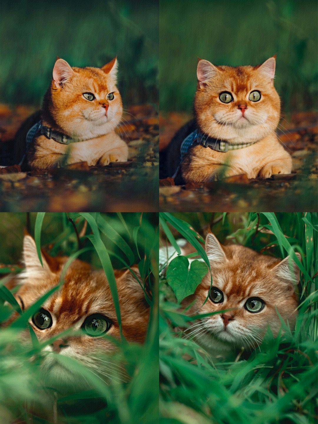 七月猫猫子的两张图片图片