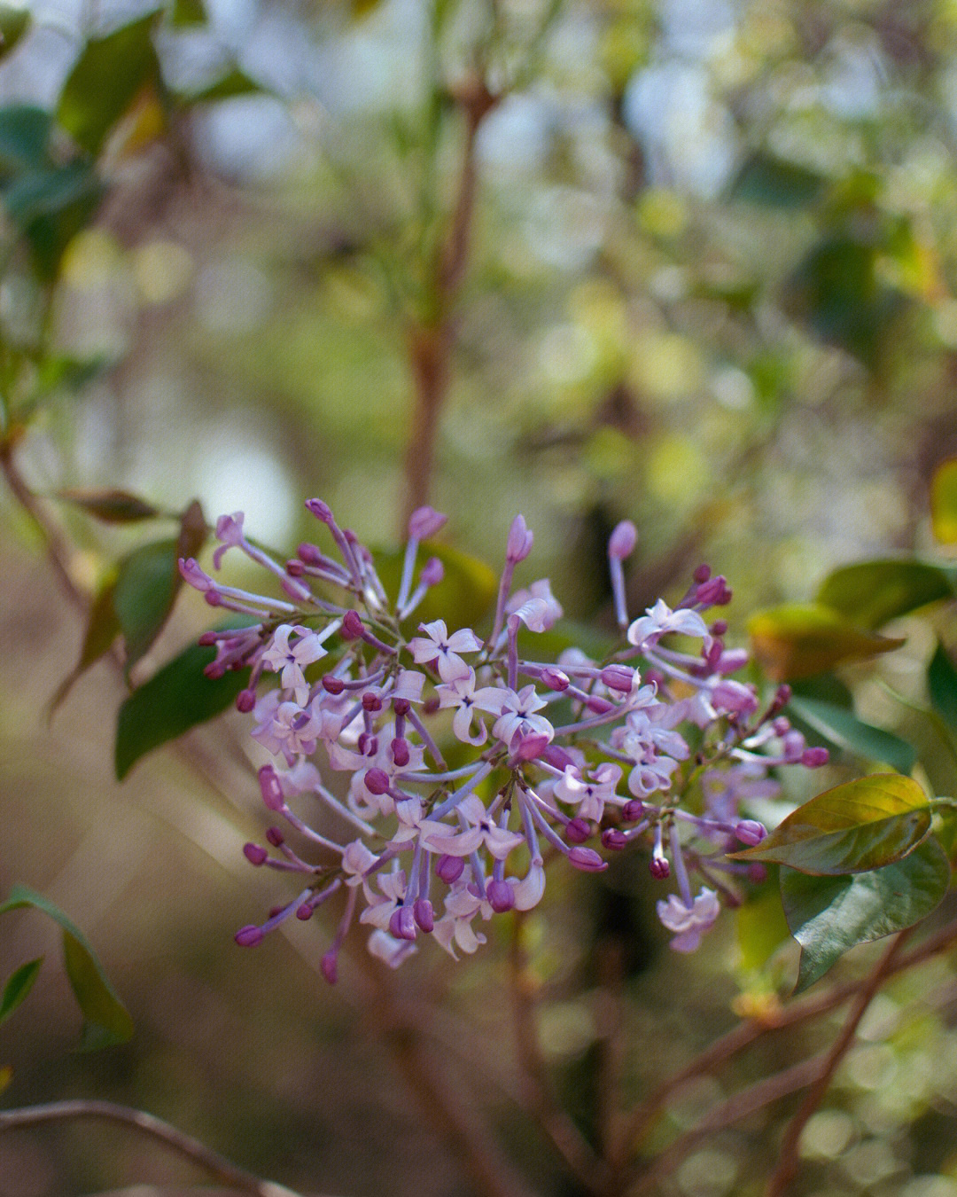 丁香花