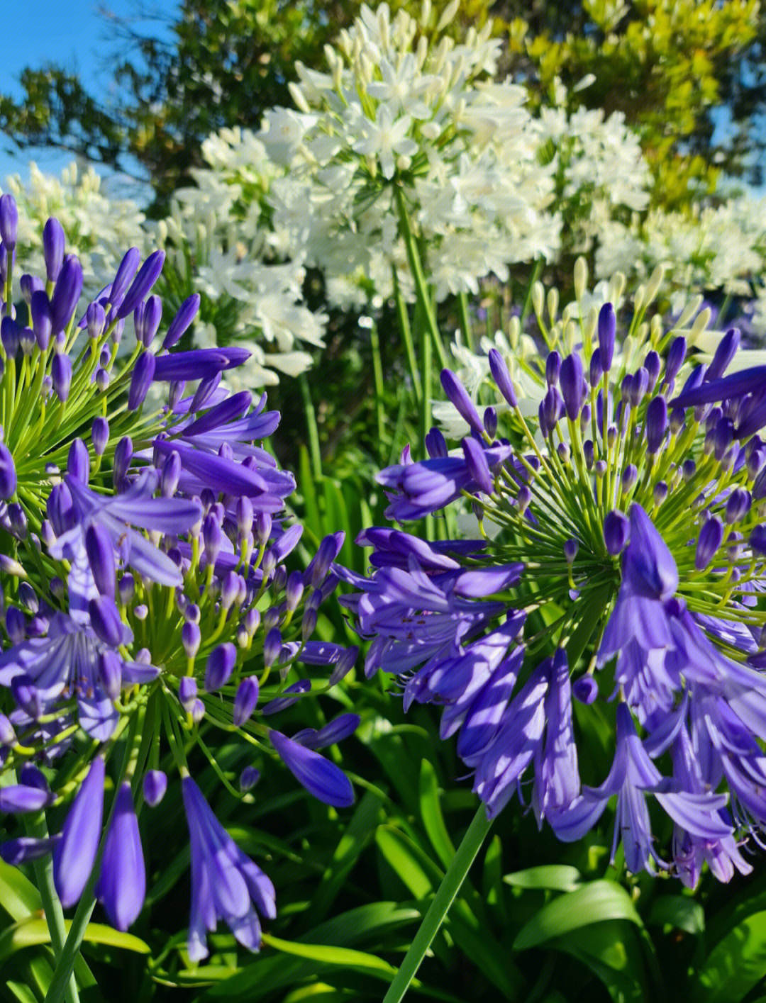 百子莲 agapanthus