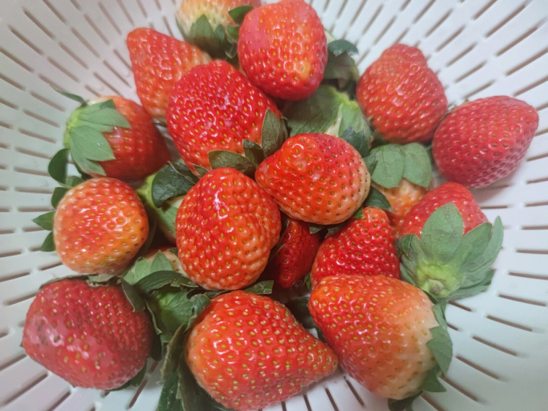 不到20的凉山草莓真香