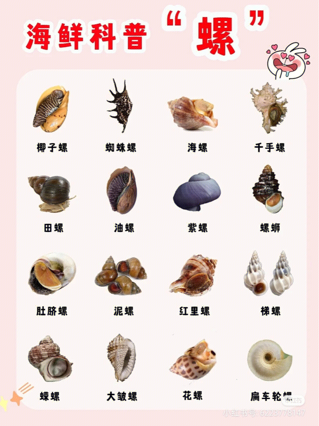 常见海螺名称和图片图片