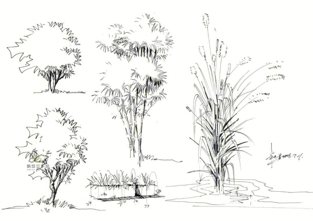 植物造景手绘线稿图片