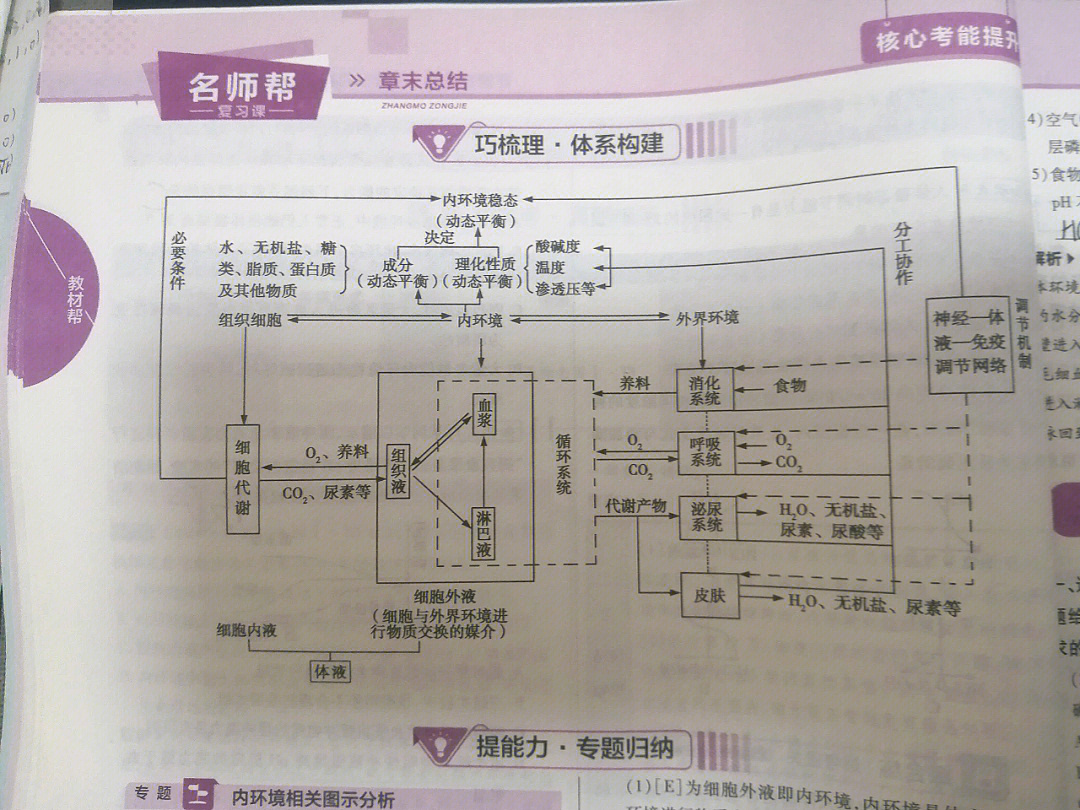 高中生物选择性必修一思维导图