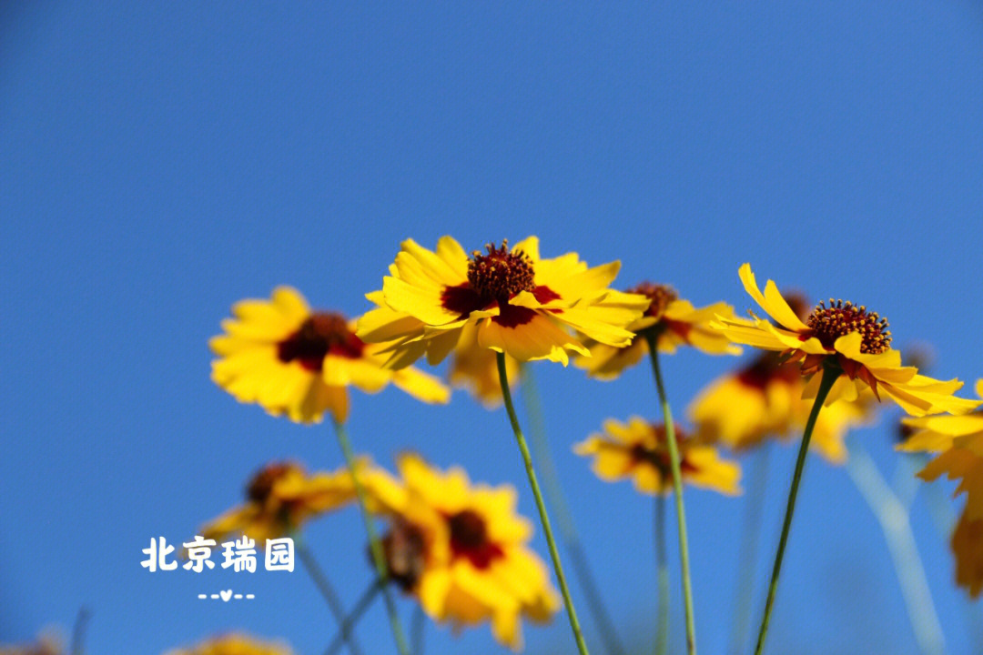 金色的花朵经沸水冲泡后,汤色如琥珀一般的绛红色,淡稠适中,红润剔透.