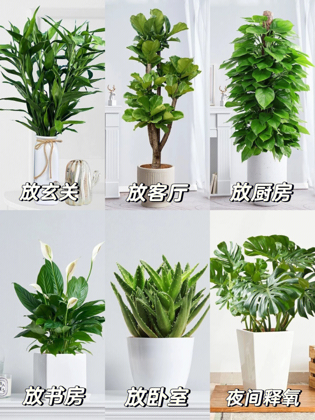 家居绿植好物摆放布置全攻略来咯959995客厅/阳台绿植●中大型