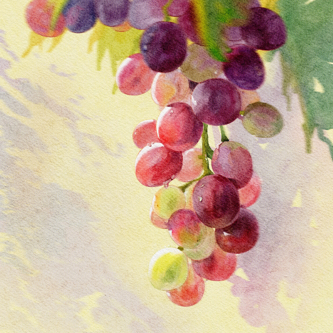 葡萄水彩 简单图片