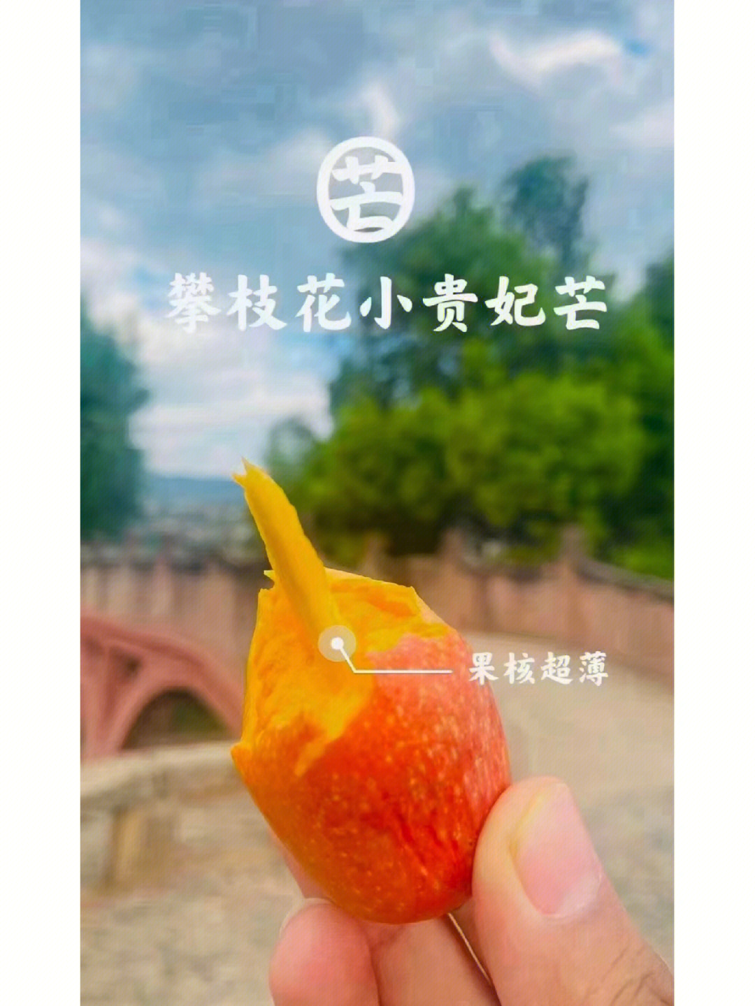 攀枝花贵妃芒果介绍图片