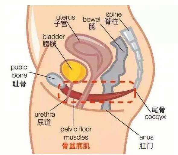 黄体酮在身体哪个部位图片