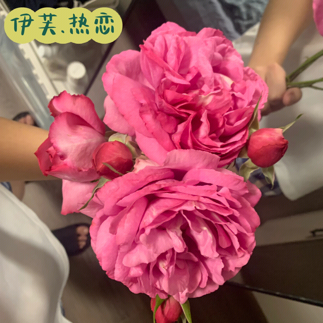 伊芙热恋