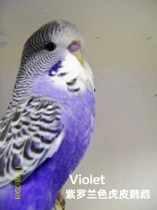 紫罗兰鸟价格及图片图片