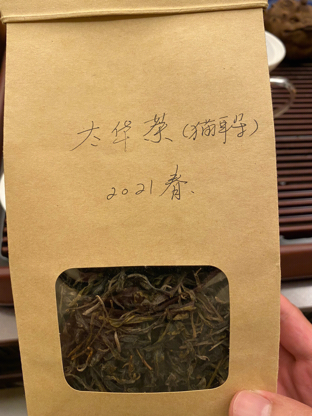 云南就这么一颗树叶像猫耳朵的太华茶树