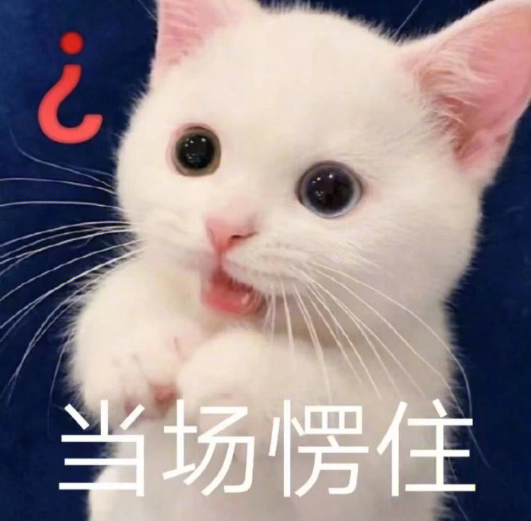 猫猫头富家女图片