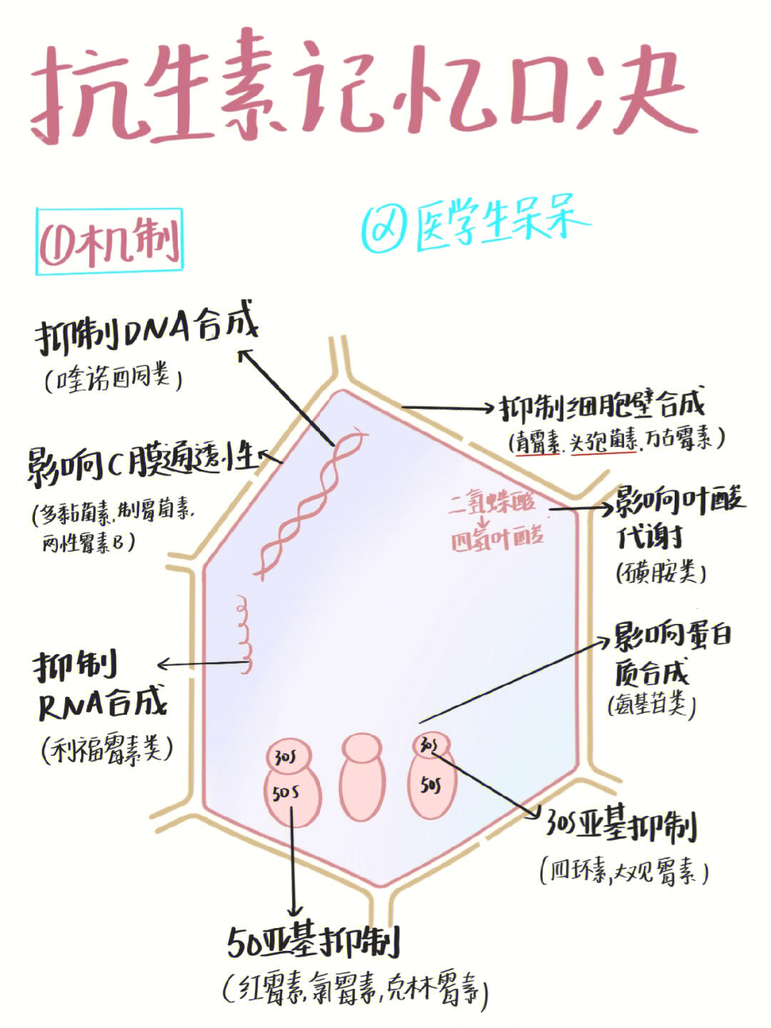 抗生素抗菌谱记忆口诀图片