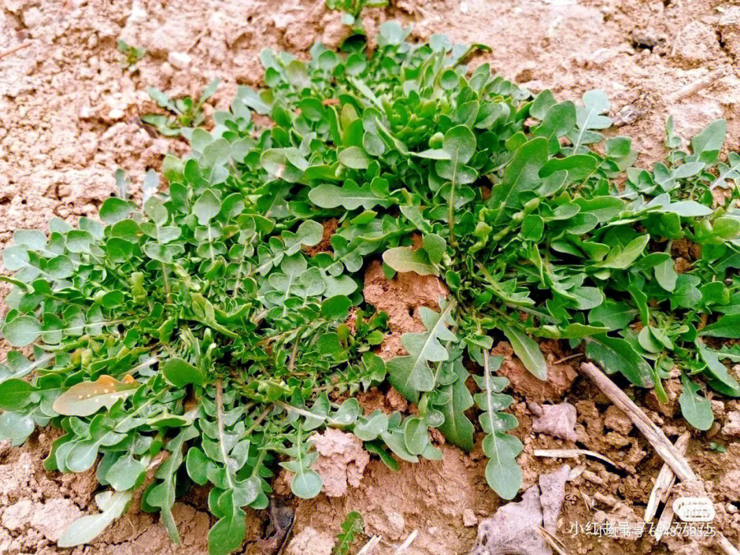 称图上为荠菜,实则《中国植物志》钦定的荠菜就是开白花的荠菜,陕西人