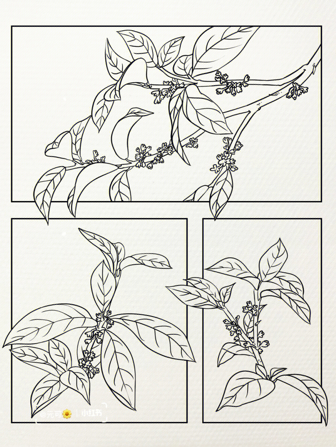 桂花图例手绘图片