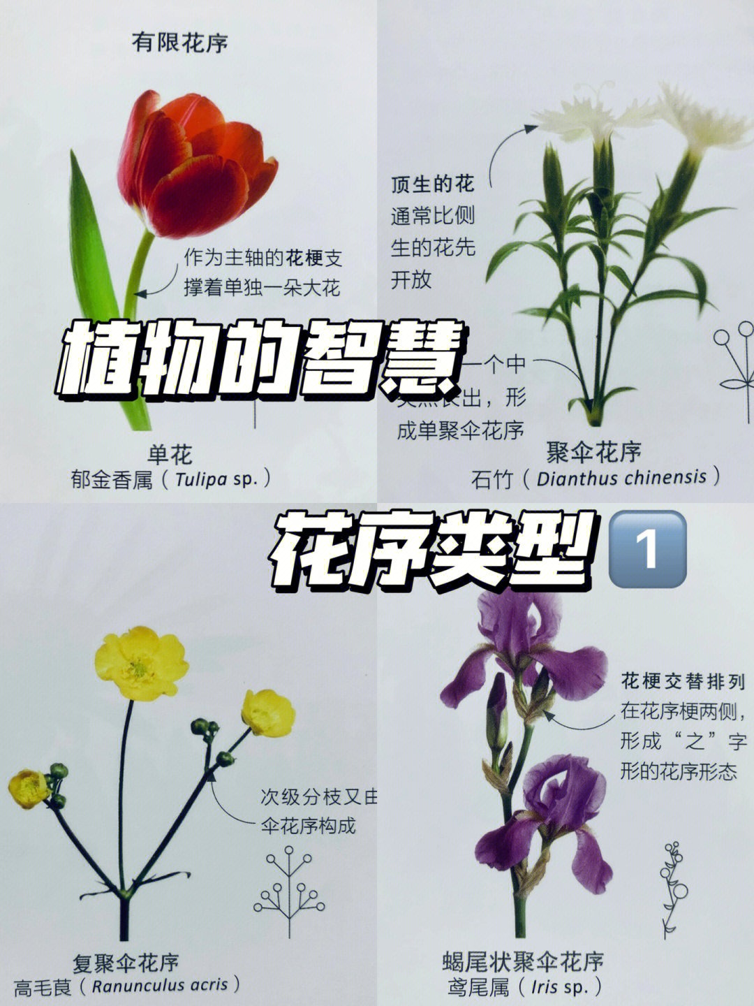 98花序98·在植物中,最引人注目的花朵中有很多都组成花序,在单独