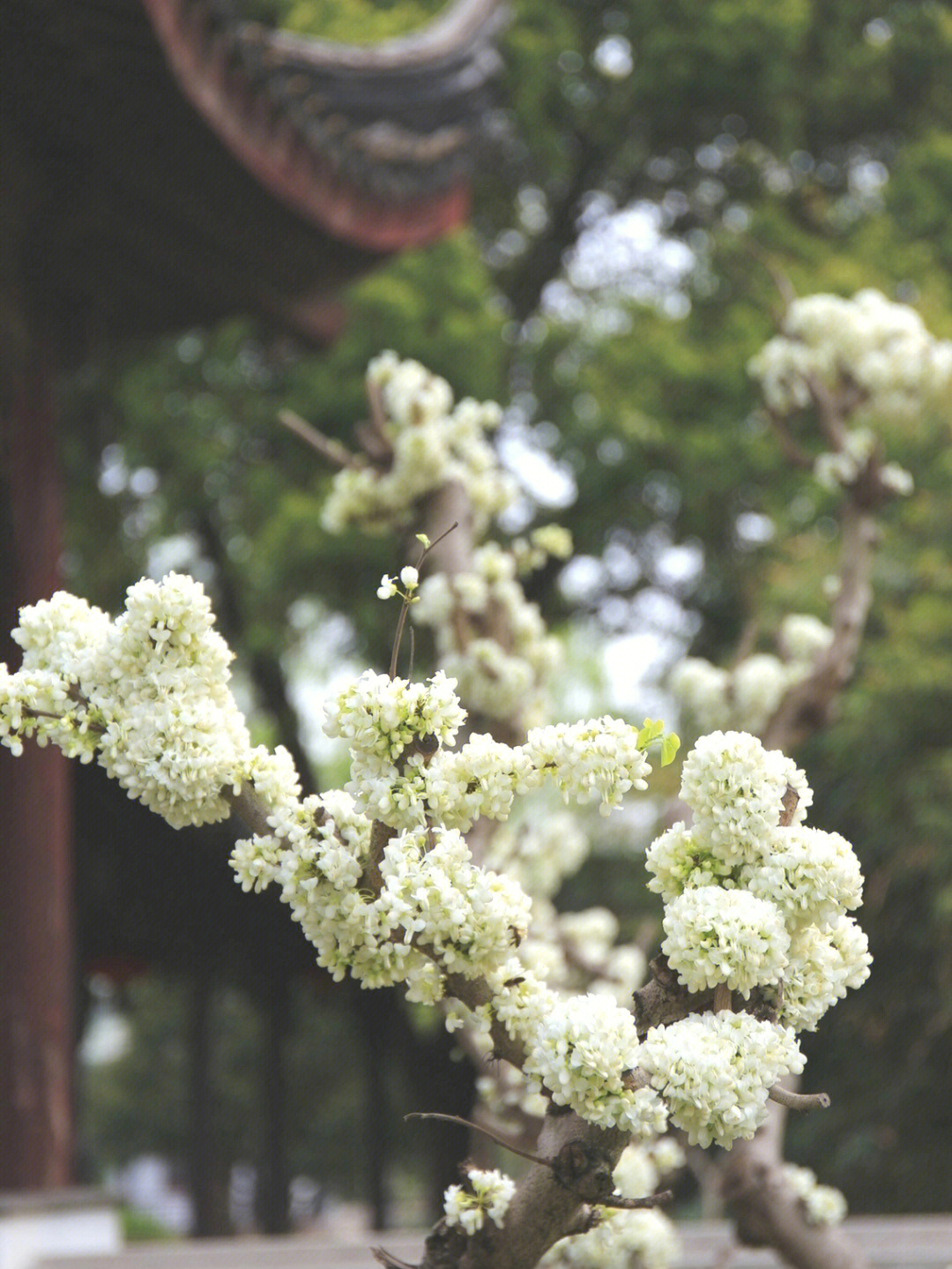 花落花开淑花离婚图片