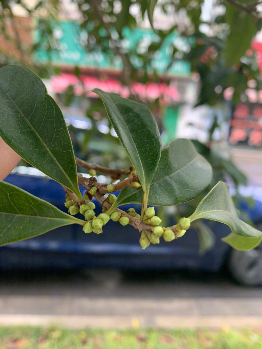 桂花开花的过程图片