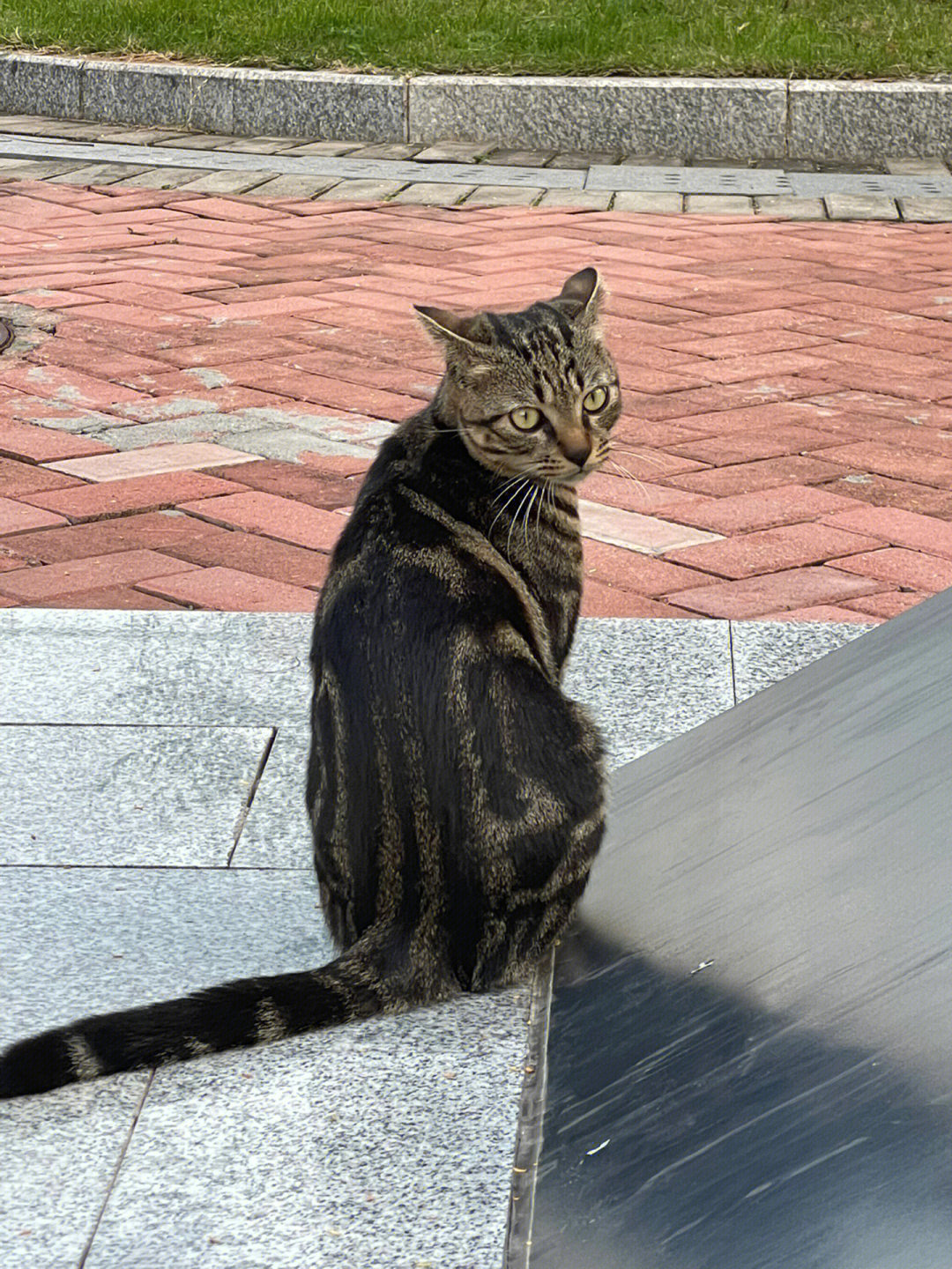 虎斑猫背部的花纹图片图片