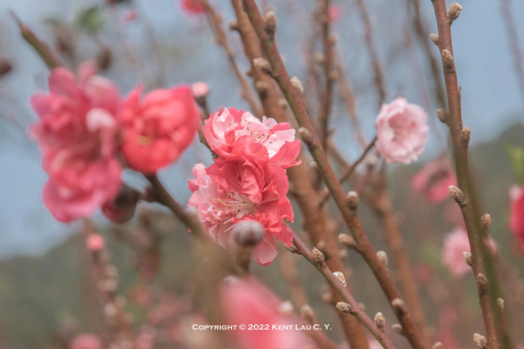 江门白水带桃花园图片图片