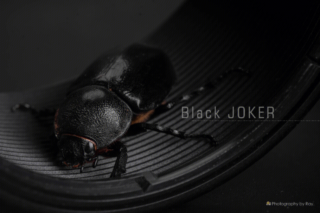 微距昆虫摄影黑色甲虫