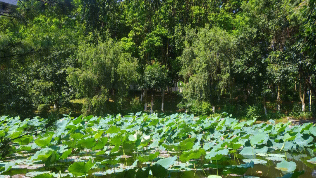 谁在思念夏天