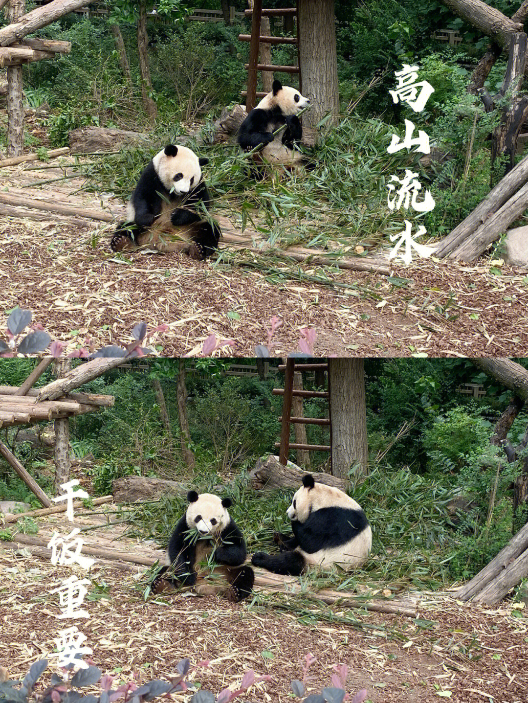 熊猫小深深儿图片