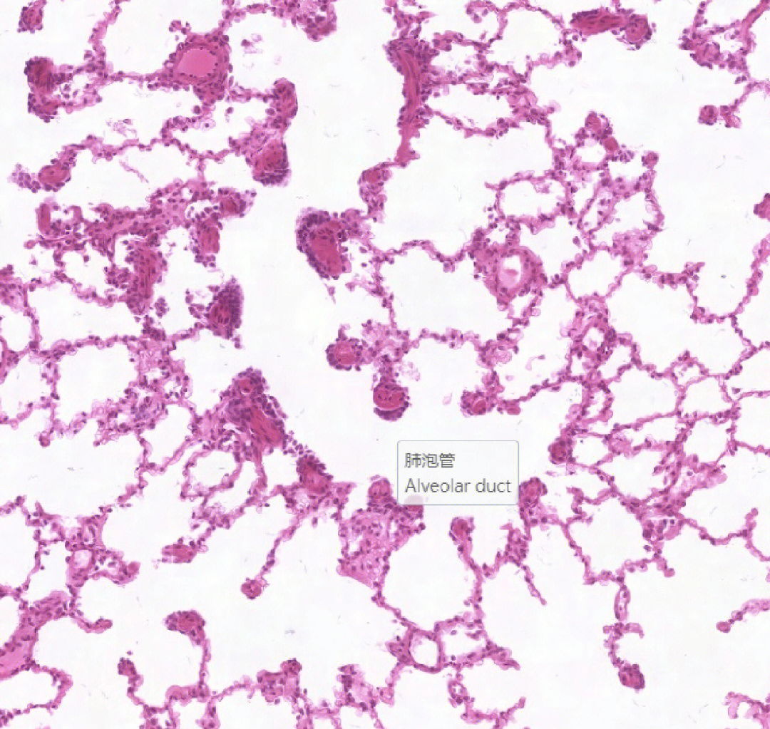 alveolarcell图片
